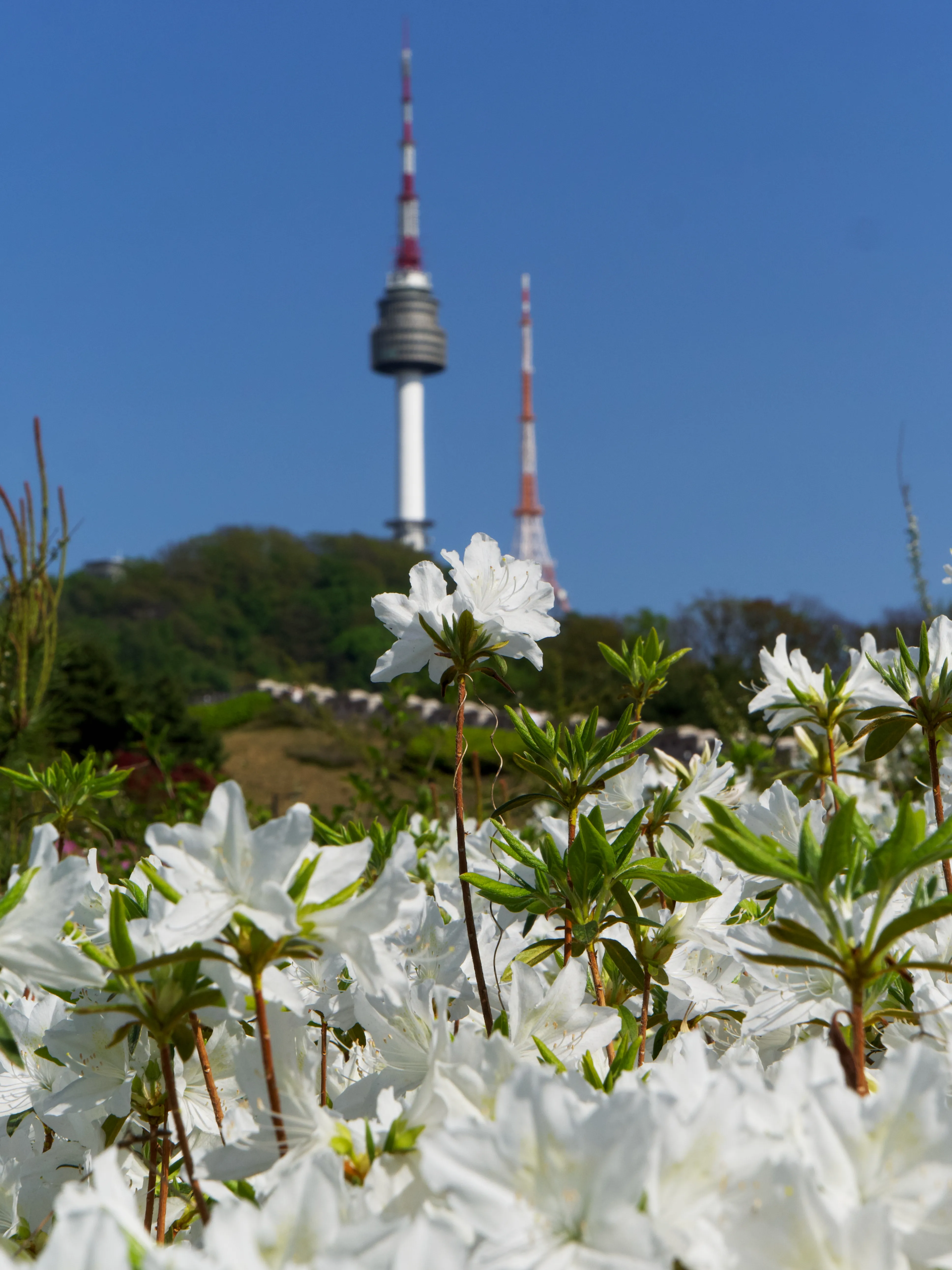 Flowers Blooming Gallery - Picture 9